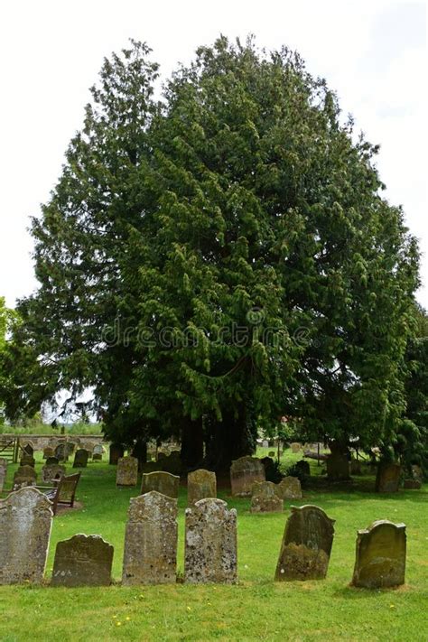 yew trees in churchyards.